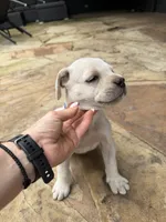 Cane Corso White Male, a male Cane Corso for sale in Barrington, IL – 2 of 8