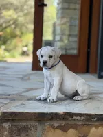 Cane Corso White Male, a male Cane Corso for sale in Barrington, IL – 2 of 10