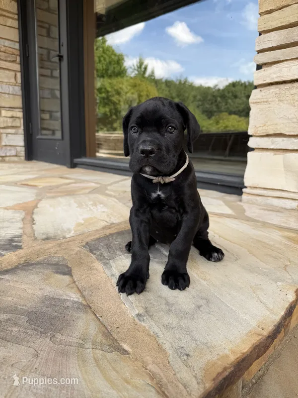 Cane Corso female  – Cane Corso puppy for sale in Barrington, IL