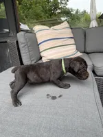 Cane Corso Male Black, a male Cane Corso for sale in Barrington, IL – 7 of 8