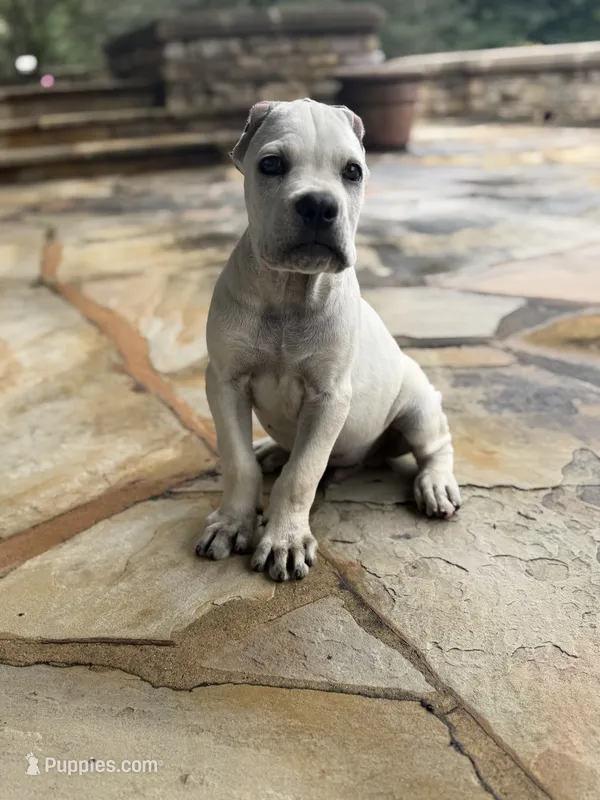 Cane Corso Male White – Cane Corso puppy for sale in Barrington, IL
