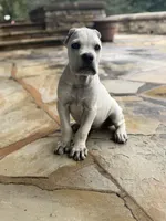 Cane Corso Male White, a male Cane Corso for sale in Barrington, IL – 3 of 10
