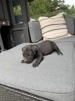 Cane Corso Male Black, a male Cane Corso for sale in Barrington, IL – 6 of 8