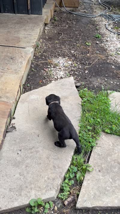 Cane Corso female , a female Cane Corso for sale in Barrington, IL – 9 of 9
