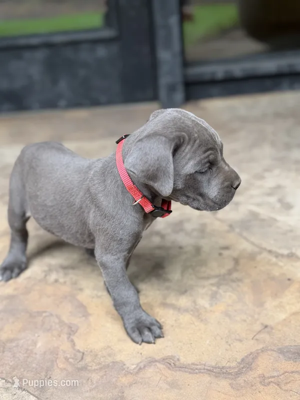 Cane Corso Female gray – Cane Corso puppy for sale in Barrington, IL