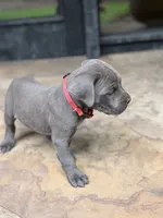 Cane Corso Female gray, a female Cane Corso for sale in Barrington, IL – 1 of 8