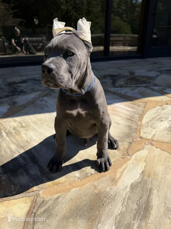 Cane Corso  Male Gray – Cane Corso puppy for sale in Barrington, IL