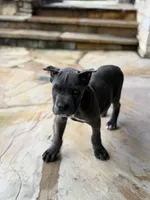 Cane Corso Male Grey, a female Cane Corso for sale in Barrington, IL – 3 of 10
