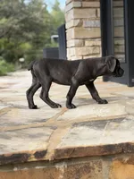 Cane Corso Female, a female Cane Corso for sale in Barrington, IL – 2 of 10
