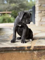 Cane Corso Female, a female Cane Corso for sale in Barrington, IL – 10 of 10