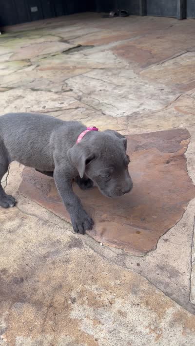 Cane Corso Female gray, a female Cane Corso for sale in Barrington, IL – 8 of 8