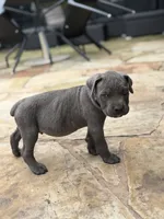 Cane Corso  Male Gray, a male Cane Corso for sale in Barrington, IL – 3 of 10