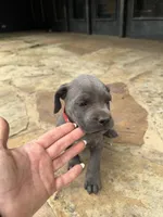 Cane Corso Female gray, a female Cane Corso for sale in Barrington, IL – 6 of 8