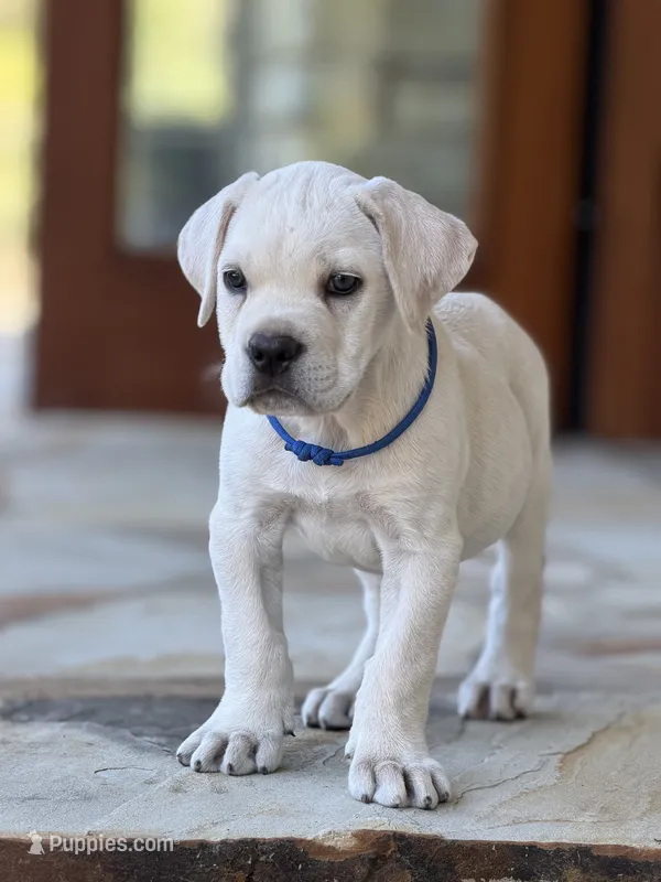 Cane Corso Male White – Cane Corso puppy for sale in Barrington, IL