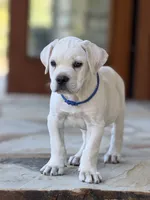 Cane Corso Male White, a male Cane Corso for sale in Barrington, IL – 1 of 10