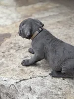 Cane Corso  Male Gray, a male Cane Corso for sale in Barrington, IL – 4 of 10