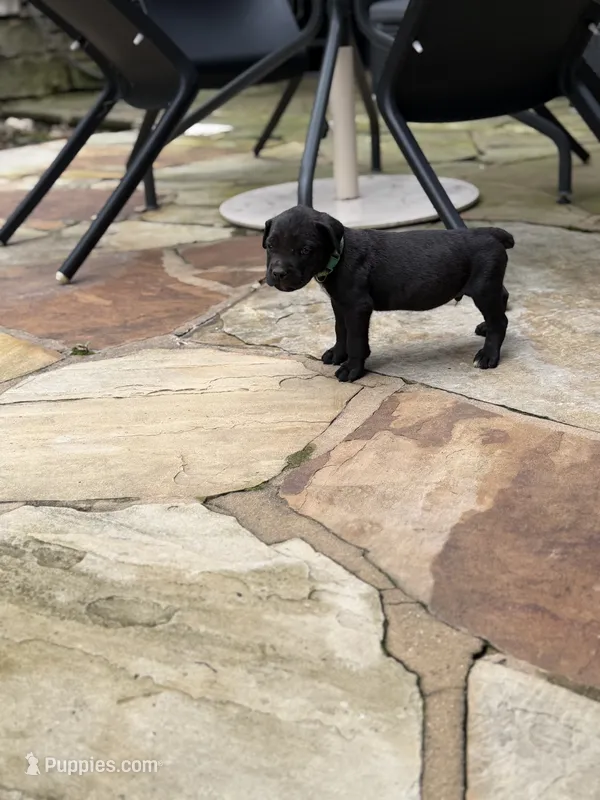 Cane Corso Male Black – Cane Corso puppy for sale in Barrington, IL