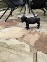 Cane Corso Male Black, a male Cane Corso for sale in Barrington, IL – 1 of 8