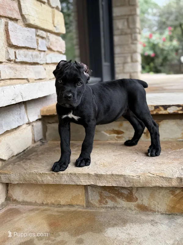 Cane Corso Male Black – Cane Corso puppy for sale in Barrington, IL