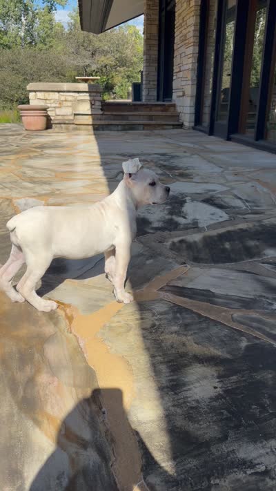 Cane Corso White Female, a female Cane Corso for sale in Barrington, IL – 10 of 10