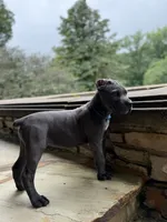 Cane Corso  Male Gray, a male Cane Corso for sale in Barrington, IL – 8 of 10