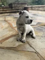 Cane Corso Male White, a male Cane Corso for sale in Barrington, IL – 4 of 10