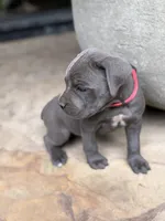 Cane Corso Female gray, a female Cane Corso for sale in Barrington, IL – 7 of 8