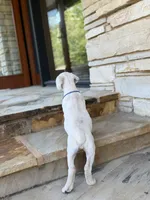 Cane Corso Male White, a male Cane Corso for sale in Barrington, IL – 3 of 10