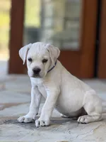 Cane Corso Male White, a male Cane Corso for sale in Barrington, IL – 5 of 10