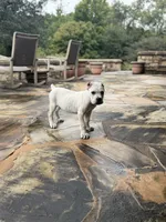 Cane Corso Male White, a male Cane Corso for sale in Barrington, IL – 9 of 10