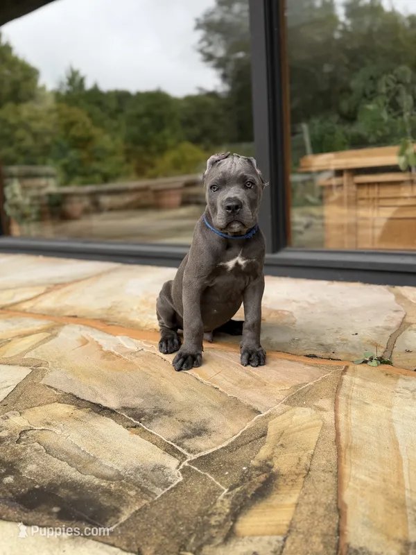 Cane Corso  Male Gray – Cane Corso puppy for sale in Barrington, IL