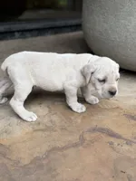 Cane Corso White Male, a male Cane Corso for sale in Barrington, IL – 5 of 8
