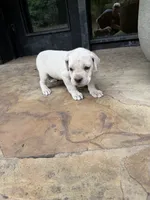 Cane Corso White Male, a male Cane Corso for sale in Barrington, IL – 7 of 8