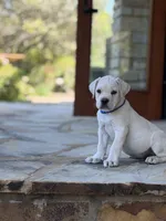 Cane Corso White Male, a male Cane Corso for sale in Barrington, IL – 4 of 10