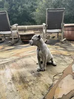 Cane Corso Male White, a male Cane Corso for sale in Barrington, IL – 7 of 10