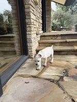 Cane Corso Male White, a male Cane Corso for sale in Barrington, IL – 5 of 10