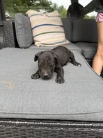 Cane Corso Male Black, a male Cane Corso for sale in Barrington, IL – 5 of 8