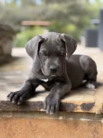 Cane Corso Female, a female Cane Corso for sale in Barrington, IL – 6 of 10