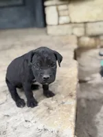 Cane Corso Male Black, a male Cane Corso for sale in Barrington, IL – 2 of 8