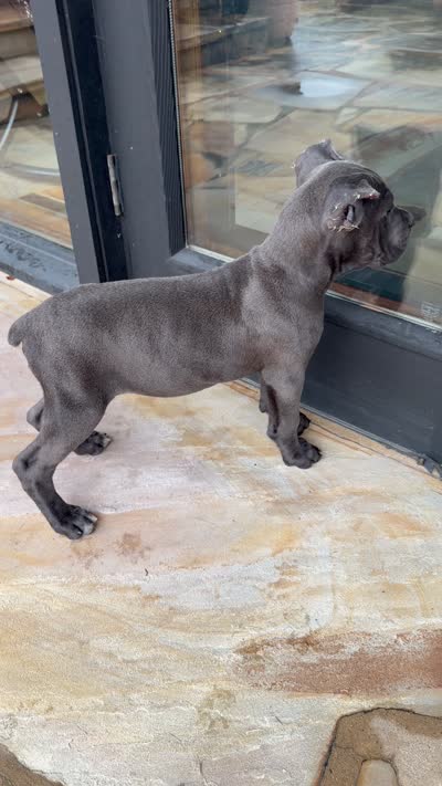 Cane Corso Male Grey, a female Cane Corso for sale in Barrington, IL – 10 of 10