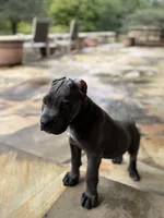 Cane Corso  Male Gray, a male Cane Corso for sale in Barrington, IL – 5 of 10