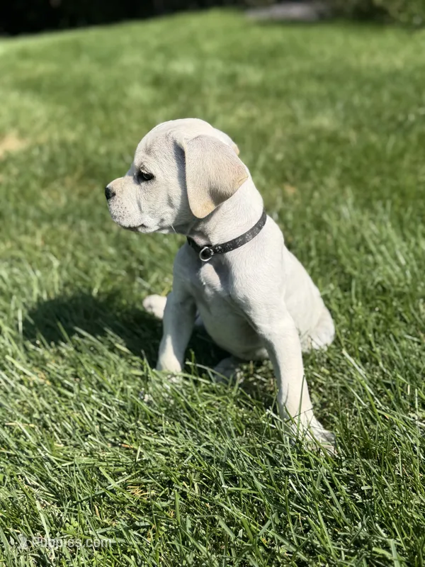 Cane Corso White Male – Cane Corso puppy for sale in Barrington, IL