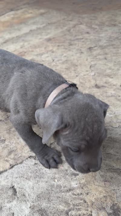 Cane Corso  Male Gray, a male Cane Corso for sale in Barrington, IL – 9 of 10