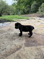 Cane Corso female , a female Cane Corso for sale in Barrington, IL – 5 of 9