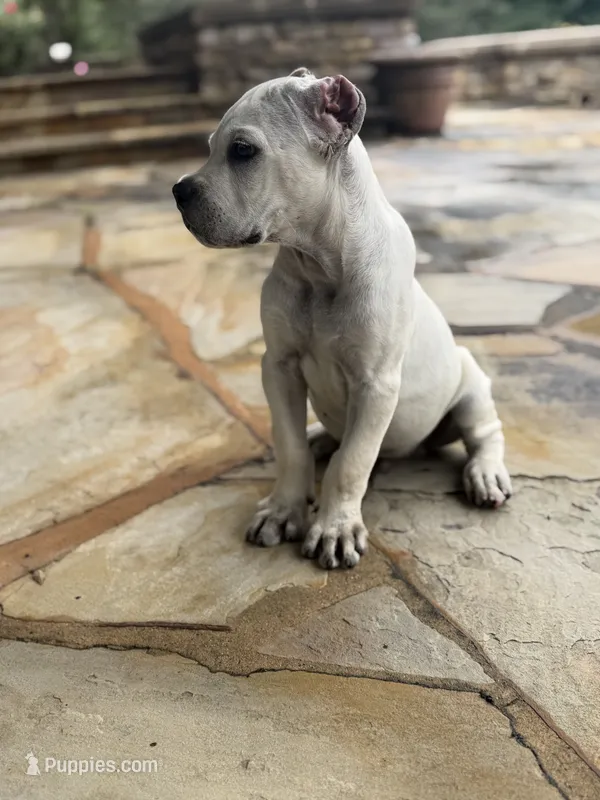 Cane Corso White Male – Cane Corso puppy for sale in Barrington, IL