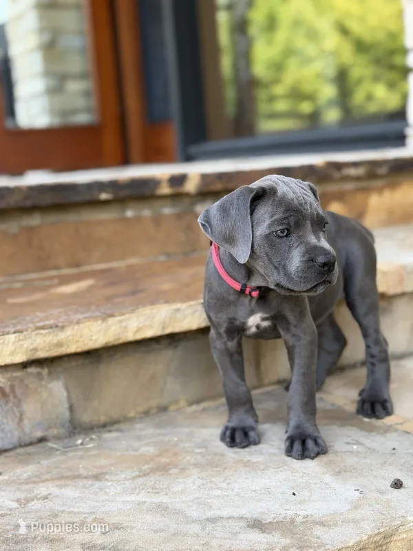 Cane Corso Female gray – Cane Corso puppy for sale in Barrington, IL