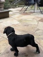 Cane Corso female , a female Cane Corso for sale in Barrington, IL – 8 of 9