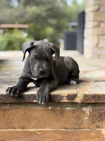 Cane Corso Female, a female Cane Corso for sale in Barrington, IL – 4 of 10