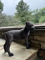 Cane Corso  Male Gray, a male Cane Corso for sale in Barrington, IL – 6 of 10