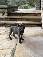 Cane Corso Male Grey, a female Cane Corso for sale in Barrington, IL – 7 of 10